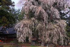 弥美登里神社のしだれ桜