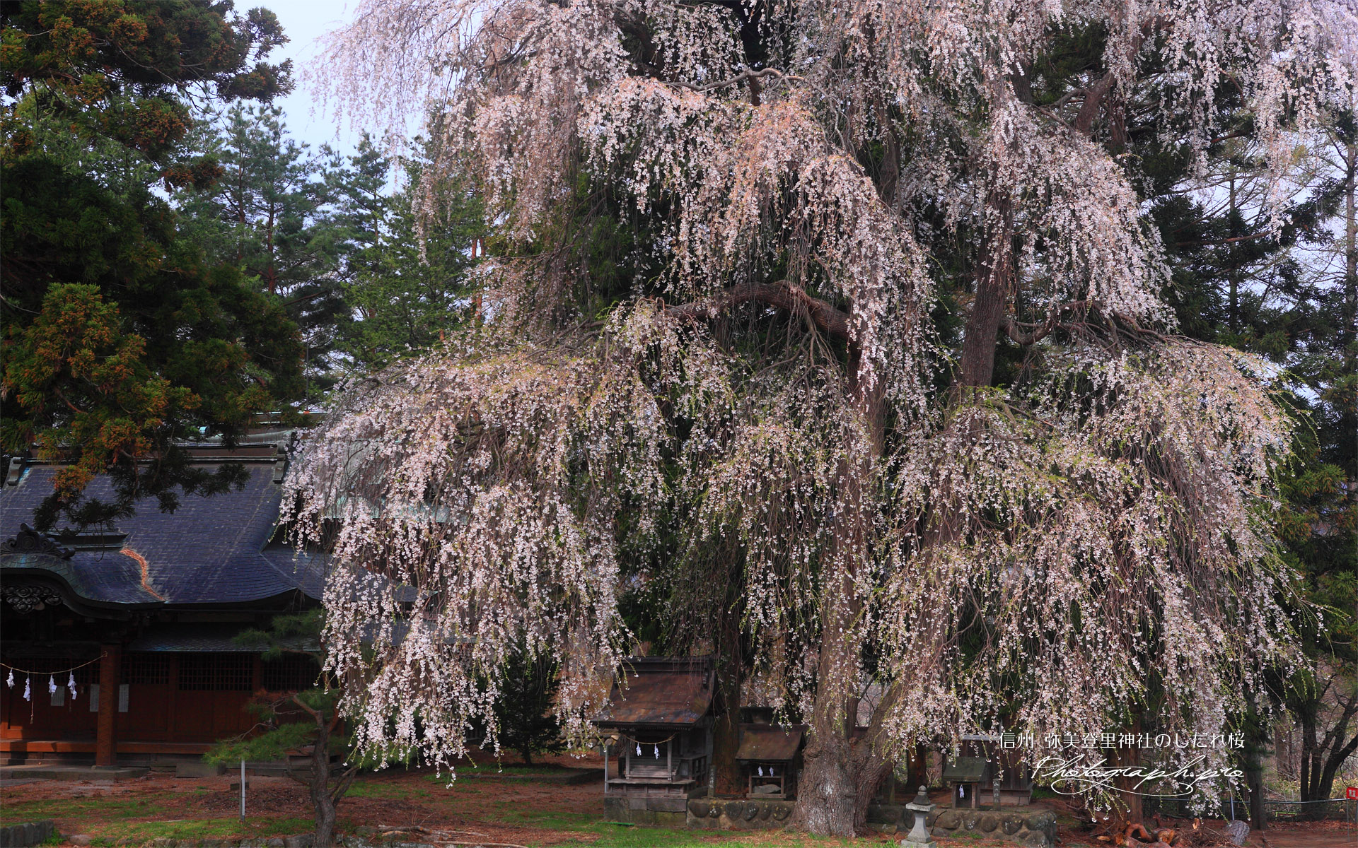 弥美登里神社のしだれ桜