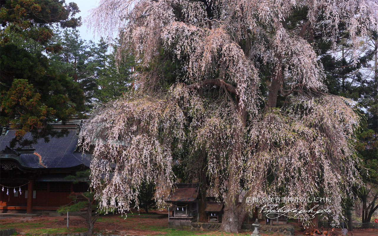 弥美登里神社のしだれ桜 壁紙