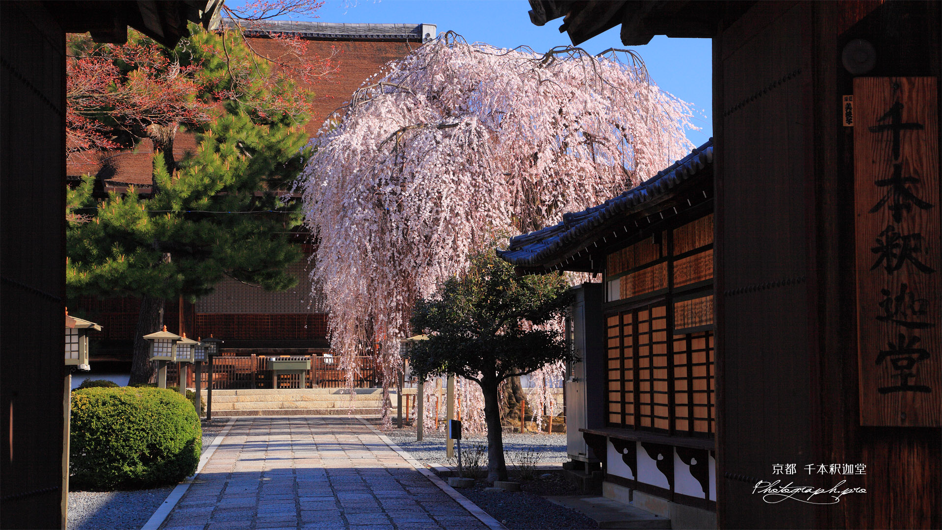 千本釈迦堂 山門越しのしだれ桜