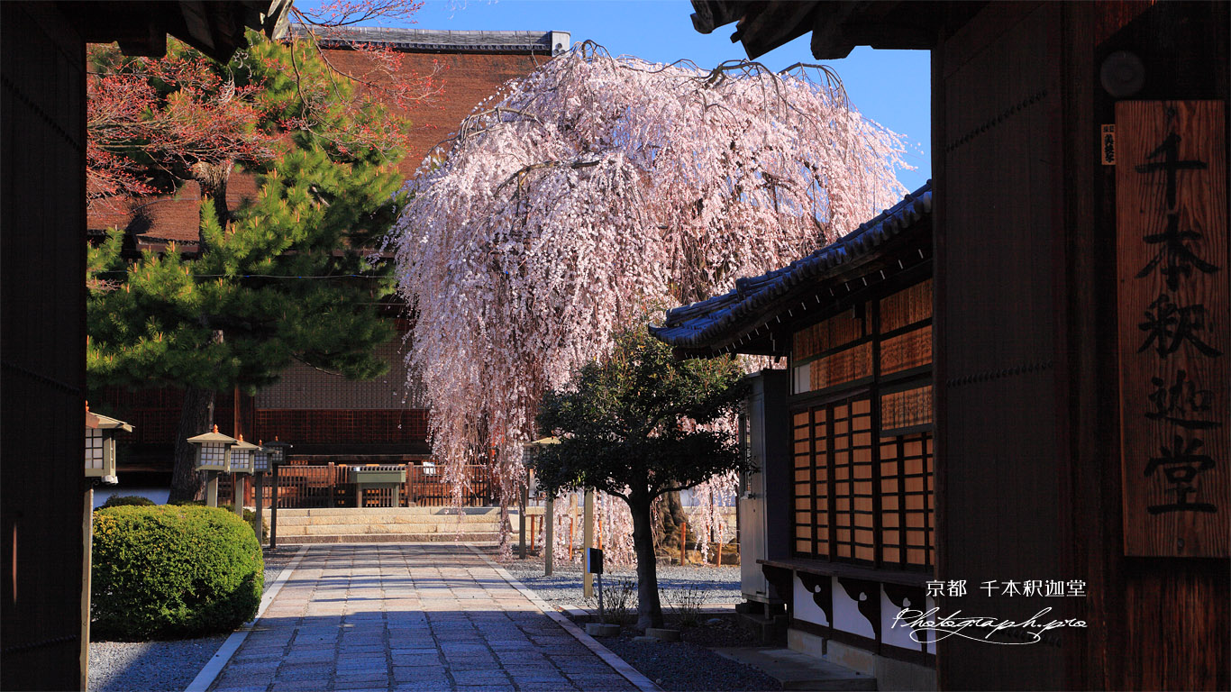 千本釈迦堂 山門越しのしだれ桜 壁紙