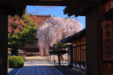 千本釈迦堂 山門越しのしだれ桜