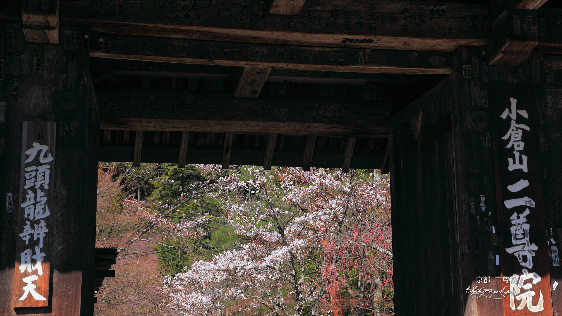二尊院総門越しの桜