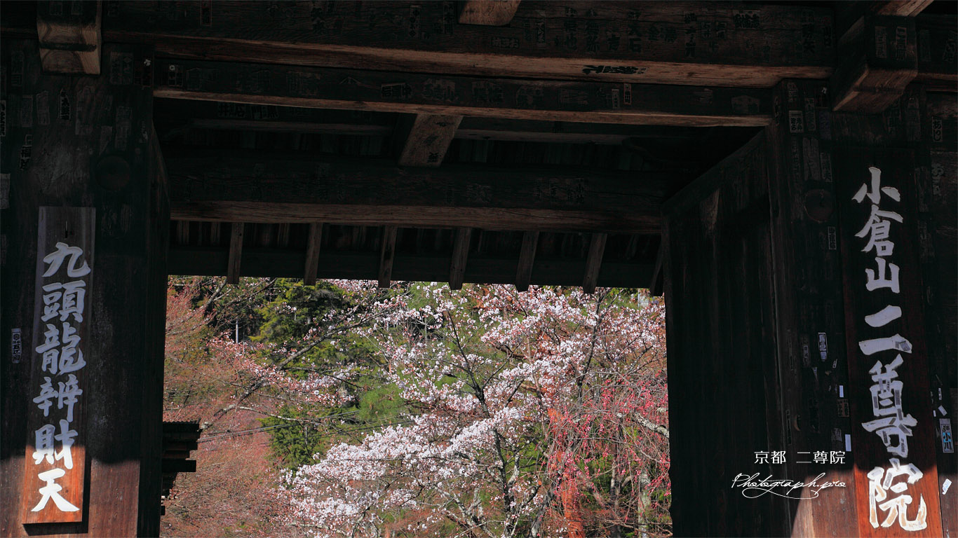 二尊院総門越しの桜 壁紙