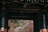 二尊院総門越しの桜