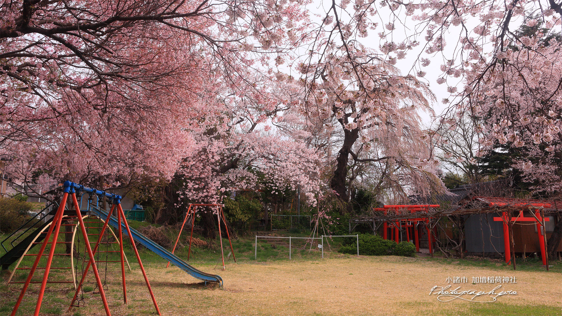 加増稲荷神社 社殿側のしだれ桜