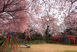 加増稲荷神社 社殿側のしだれ桜