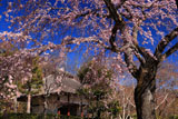 常寂光寺 枝垂れ桜越しの仁王門