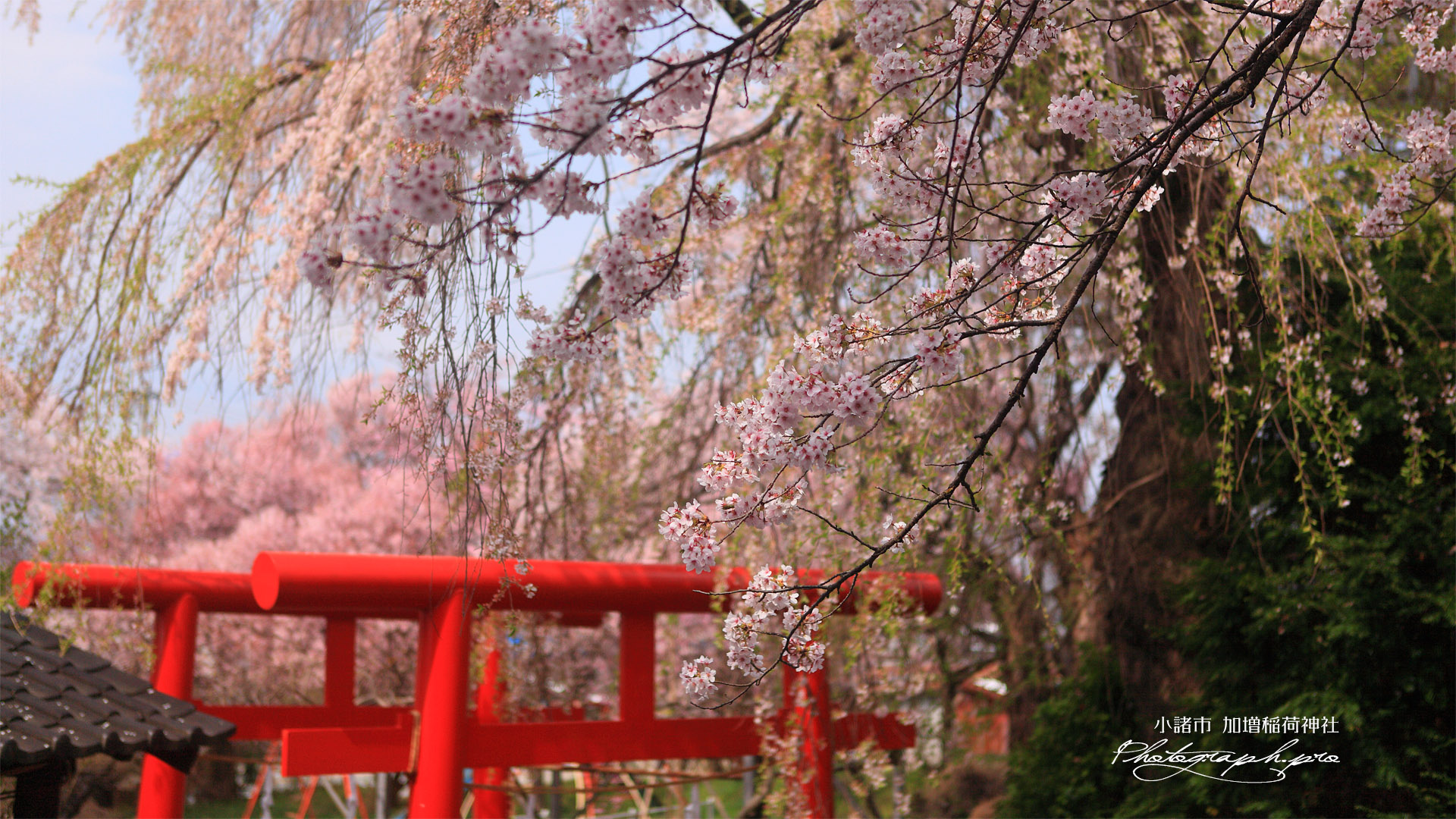 加増稲荷神社 ソメイヨシノ