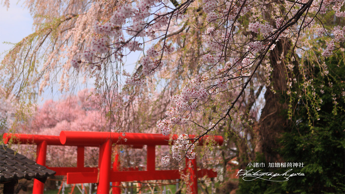 加増稲荷神社 ソメイヨシノ 壁紙