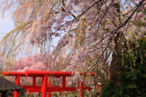 加増稲荷神社 ソメイヨシノ