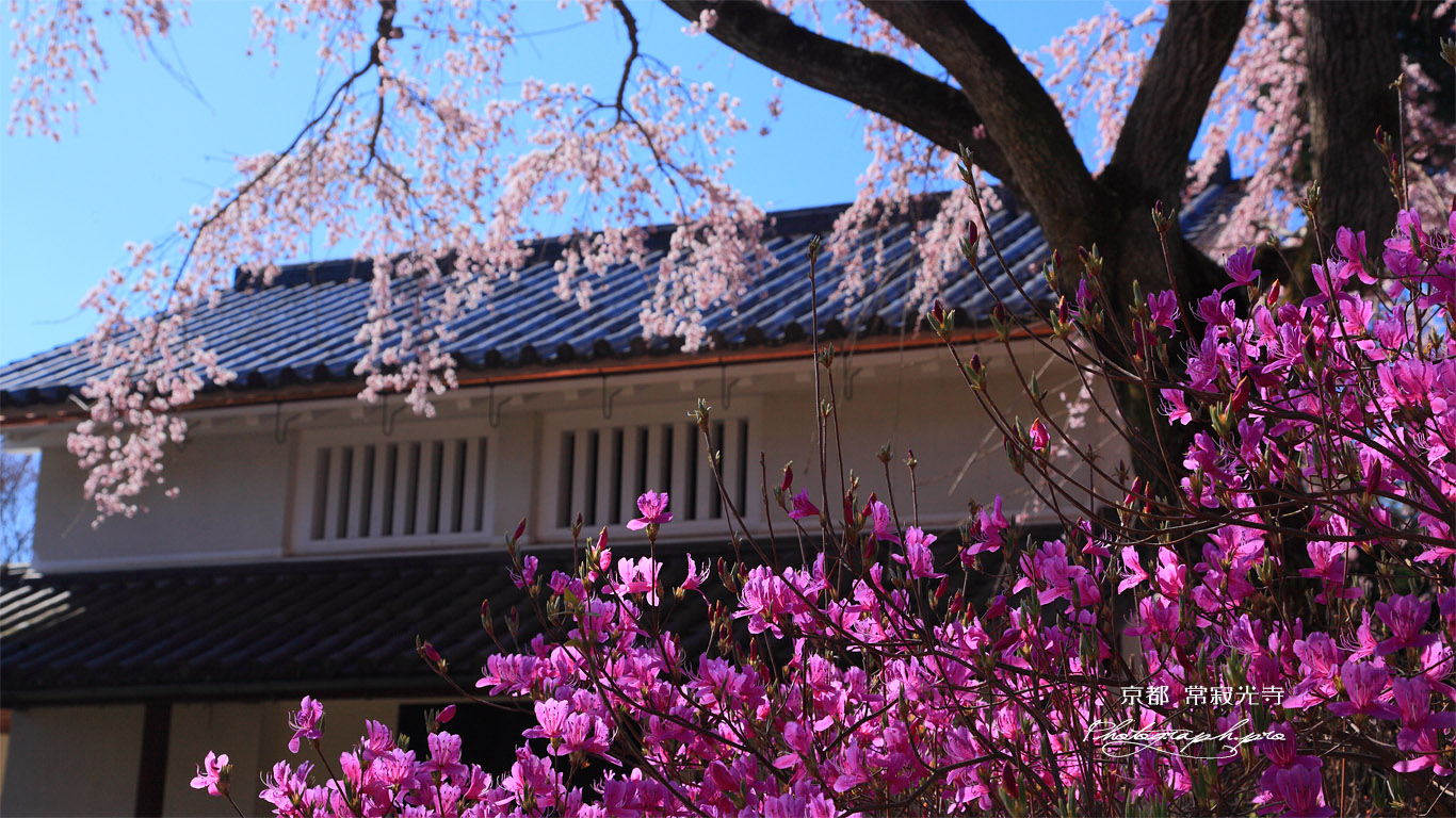 常寂光寺 三葉躑躅と枝垂桜 壁紙