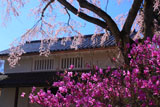 常寂光寺 三葉躑躅と枝垂桜