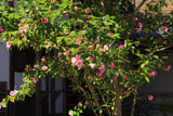 常寂光寺 有楽ツバキ