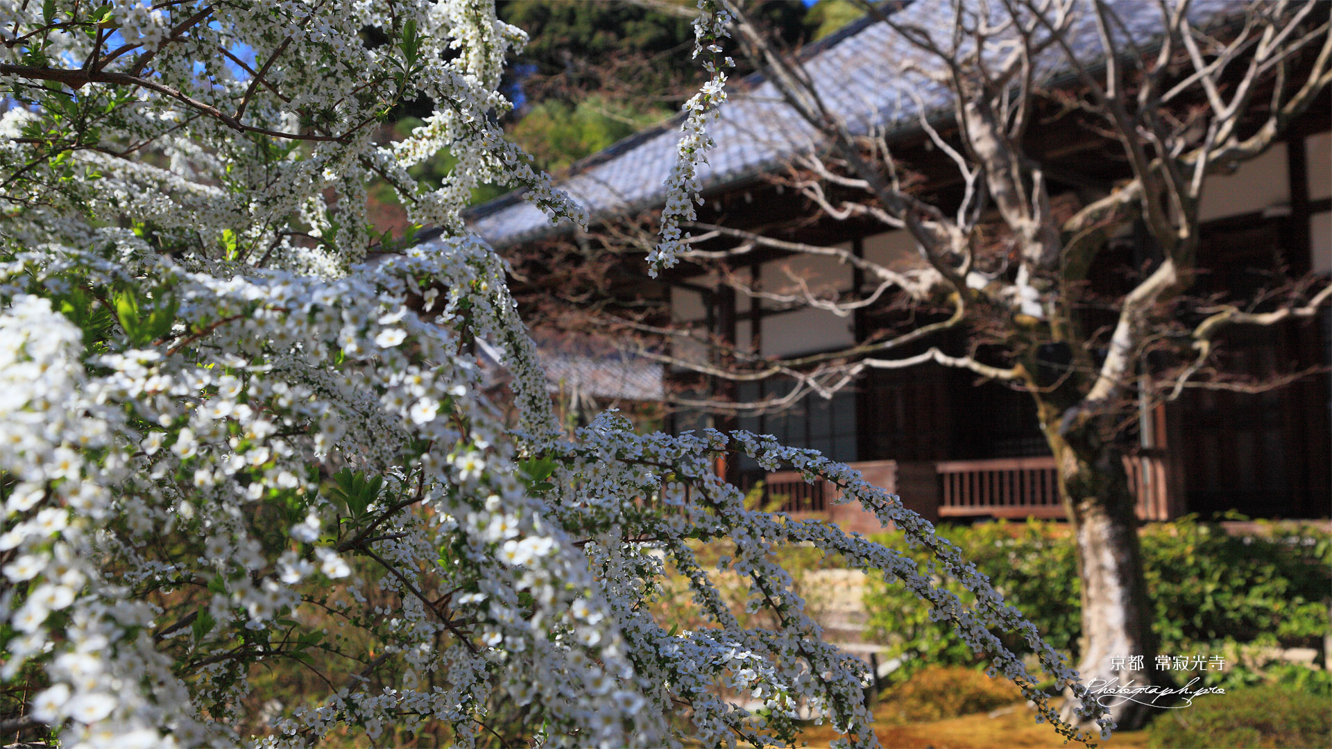 常寂光寺 雪柳と本堂