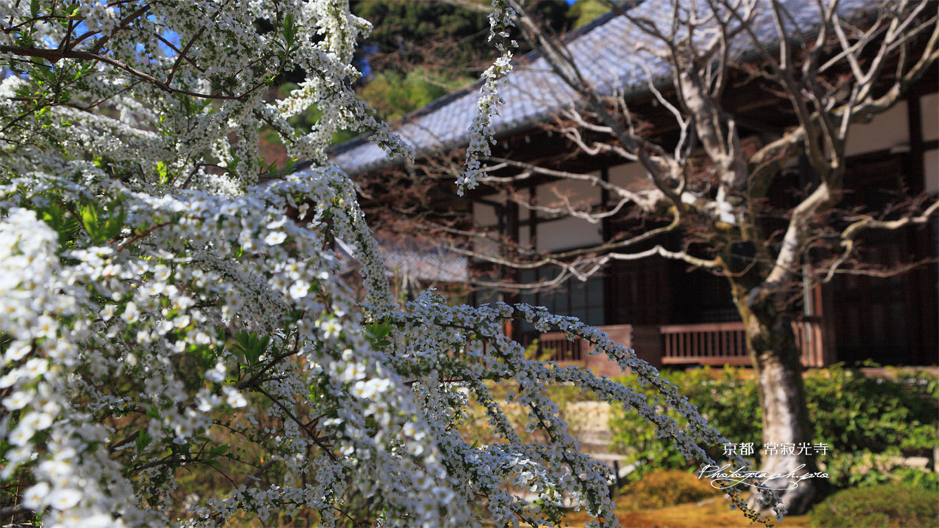常寂光寺 雪柳と本堂 壁紙