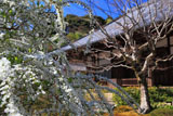 常寂光寺 雪柳と本堂