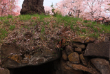 加増稲荷神社のしだれ桜