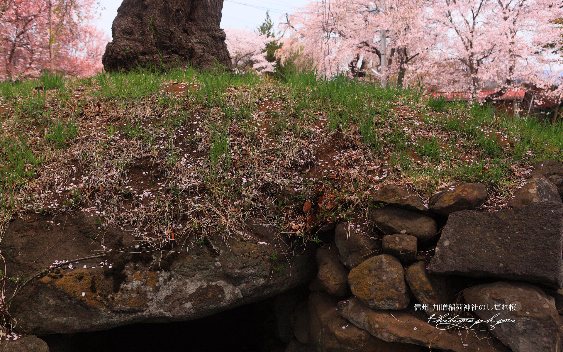 加増稲荷神社のしだれ桜