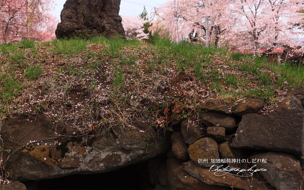 加増稲荷神社のしだれ桜 壁紙