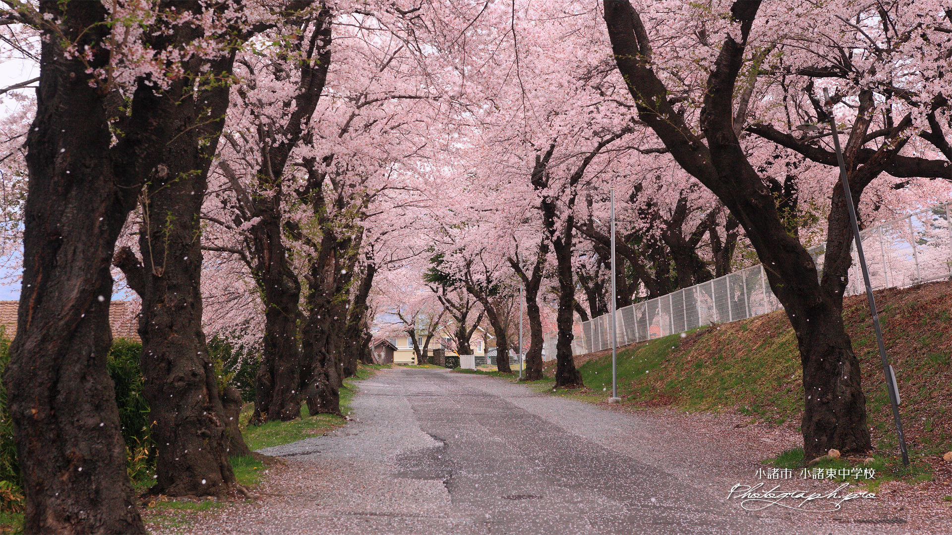 小諸東中学校 桜坂