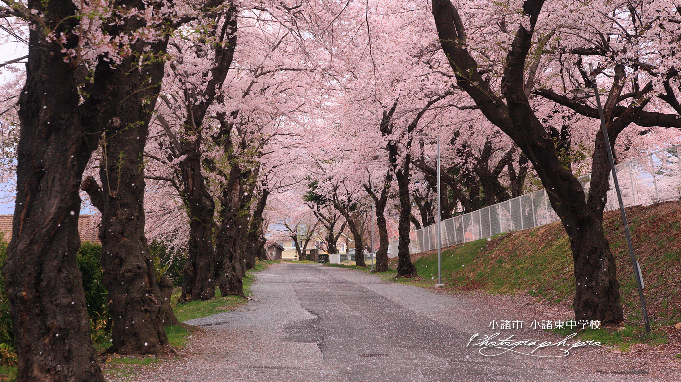 小諸東中学校 桜坂 壁紙