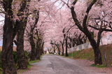 小諸東中学校 桜坂