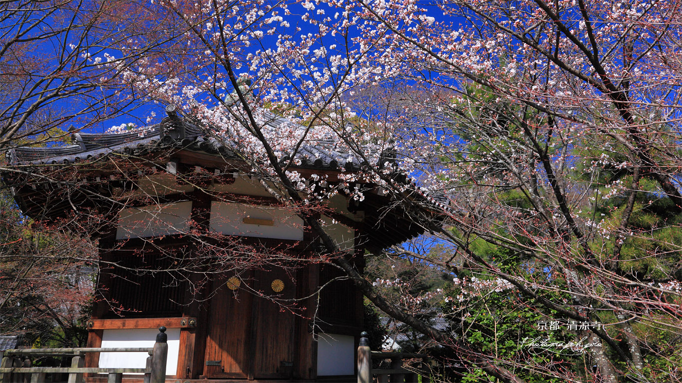 清凉寺 サクラと聖徳太子殿 壁紙