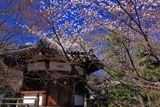 清凉寺 サクラと聖徳太子殿