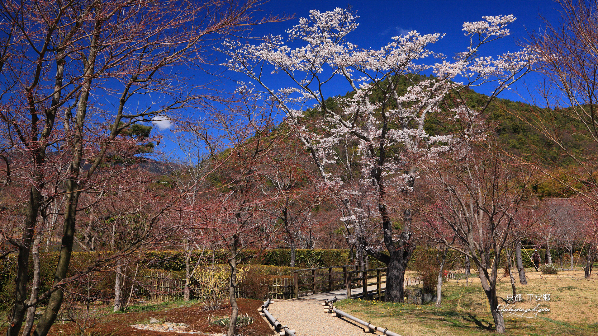 京都平安郷 吉野桜