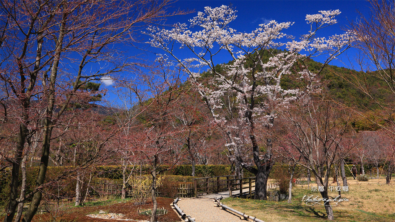 京都平安郷 吉野桜 壁紙