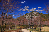 京都平安郷 吉野桜