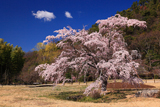 京都平安郷 枝垂桜