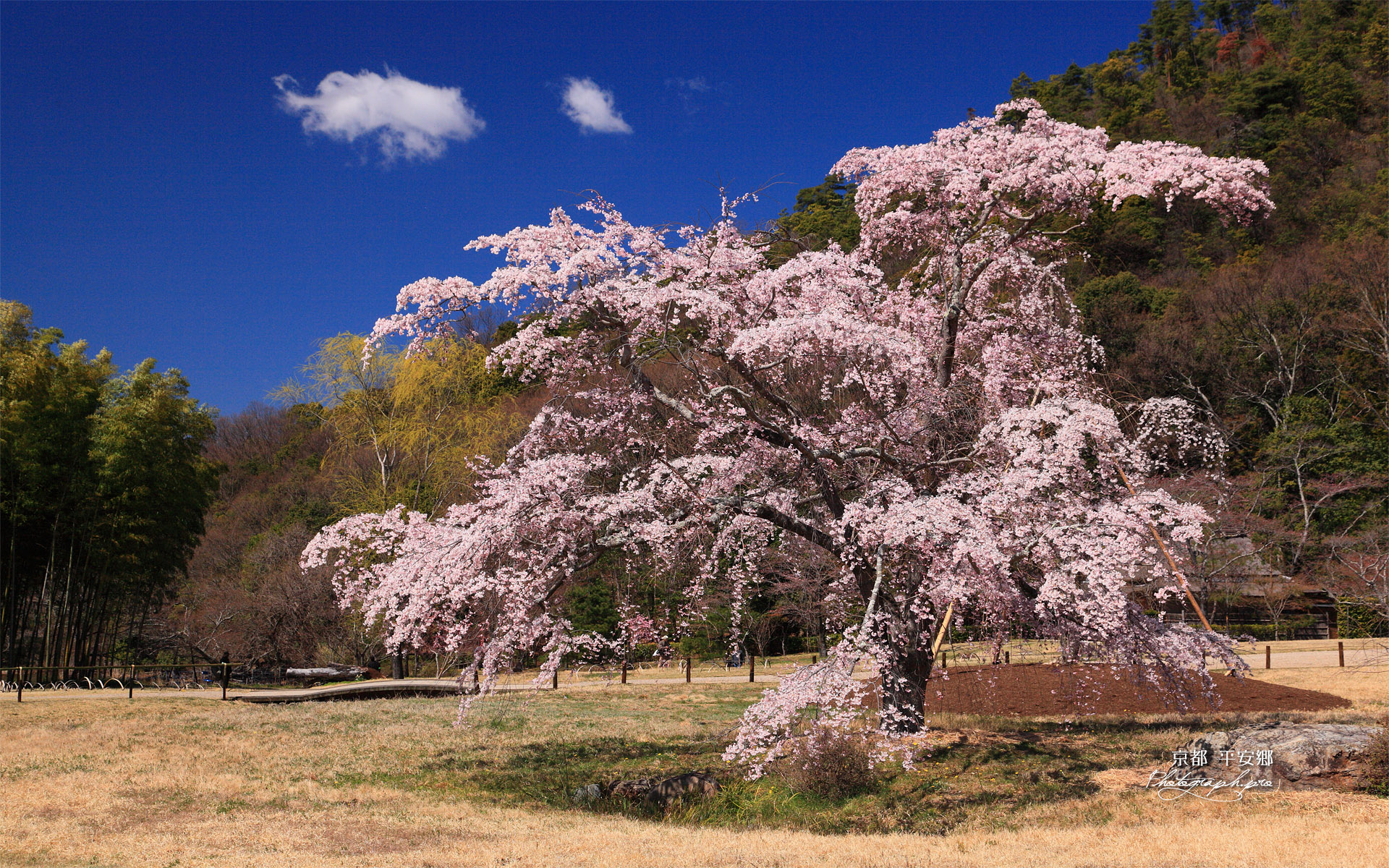 京都平安郷 枝垂桜