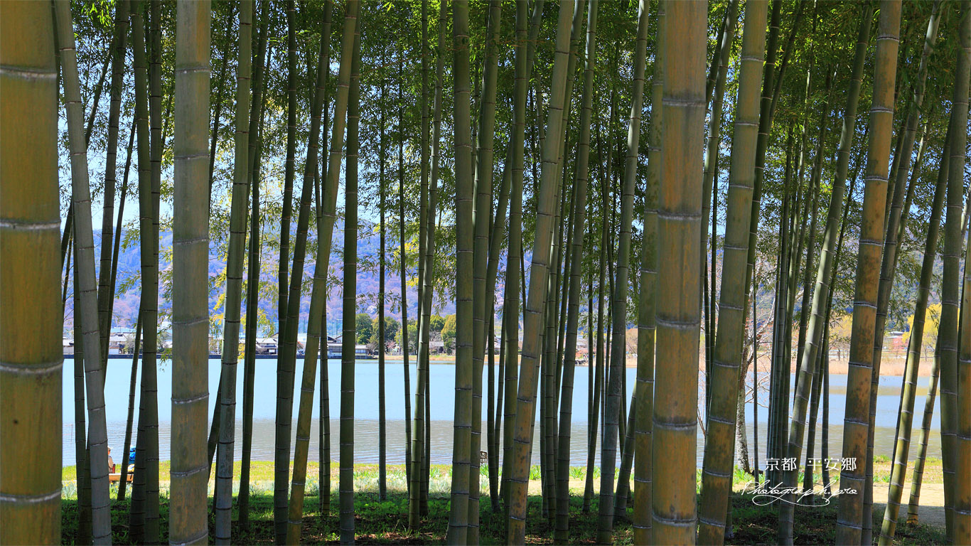京都平安郷 竹林越しの広沢池 壁紙