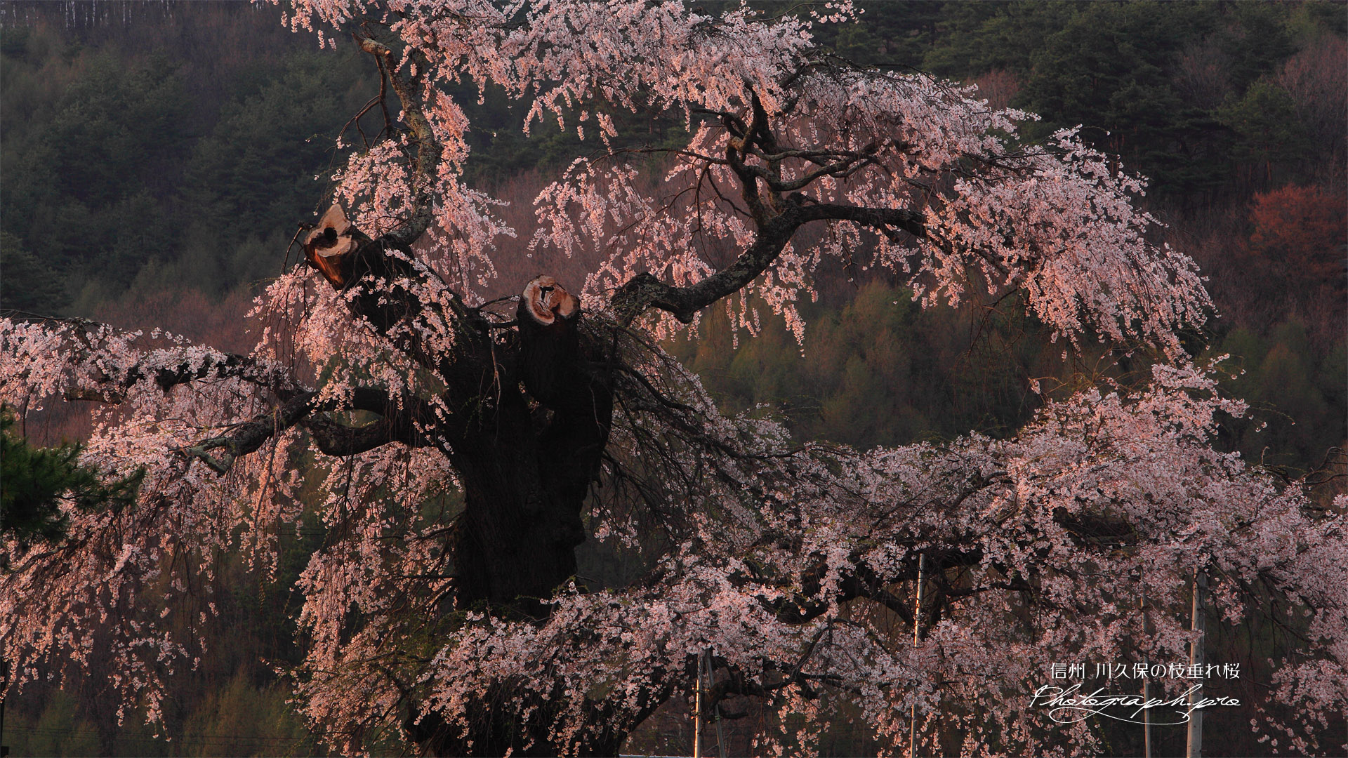川久保の枝垂れ桜