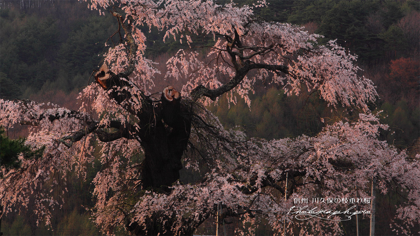 川久保の枝垂れ桜 壁紙