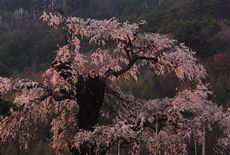 川久保の枝垂れ桜