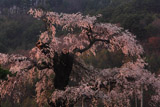 川久保の枝垂れ桜