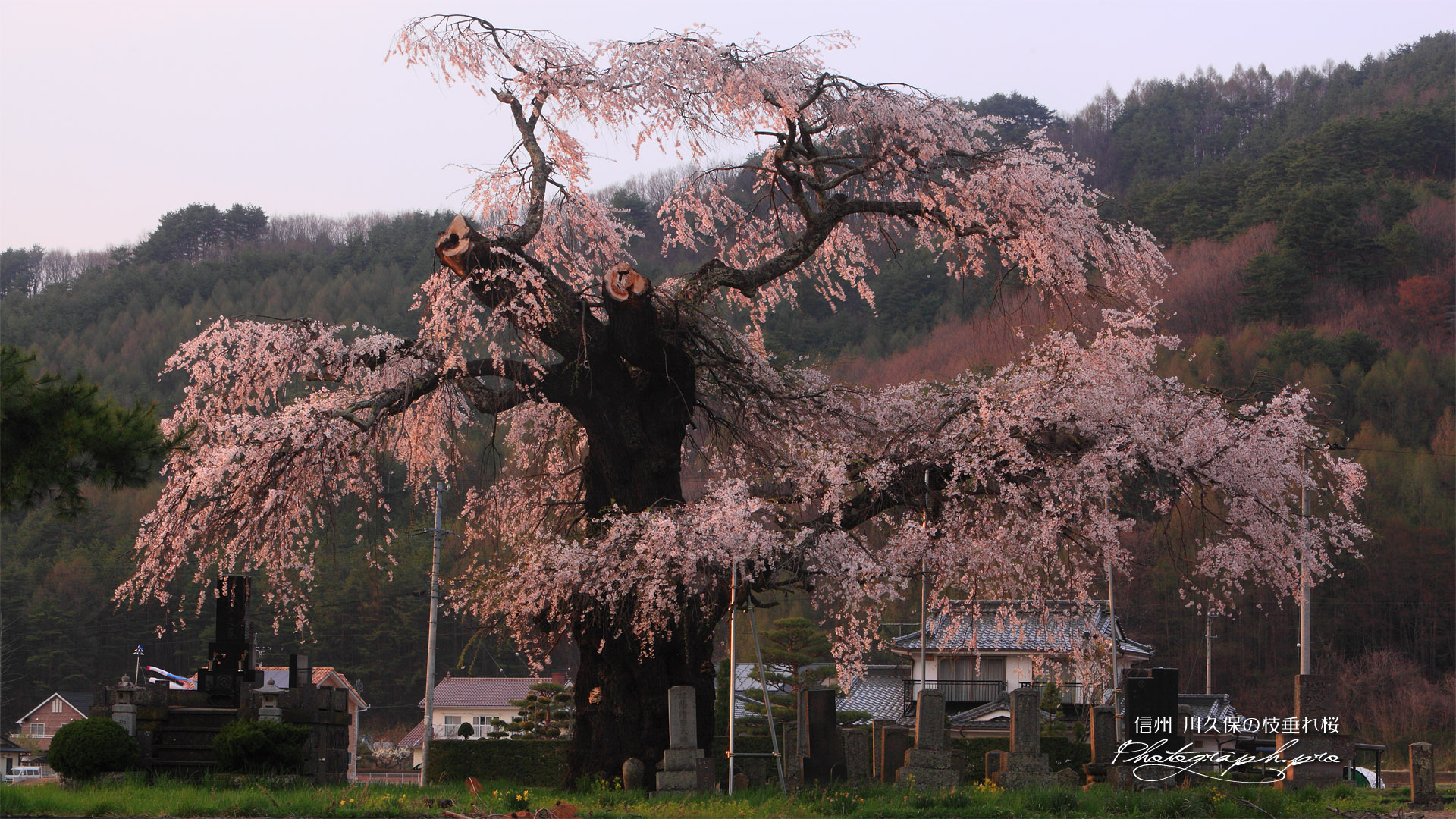 川久保のしだれ桜