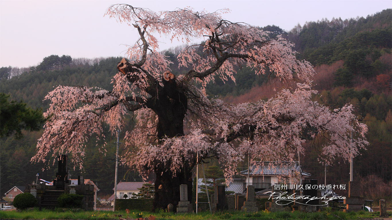 川久保のしだれ桜 壁紙