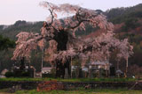川久保のしだれ桜