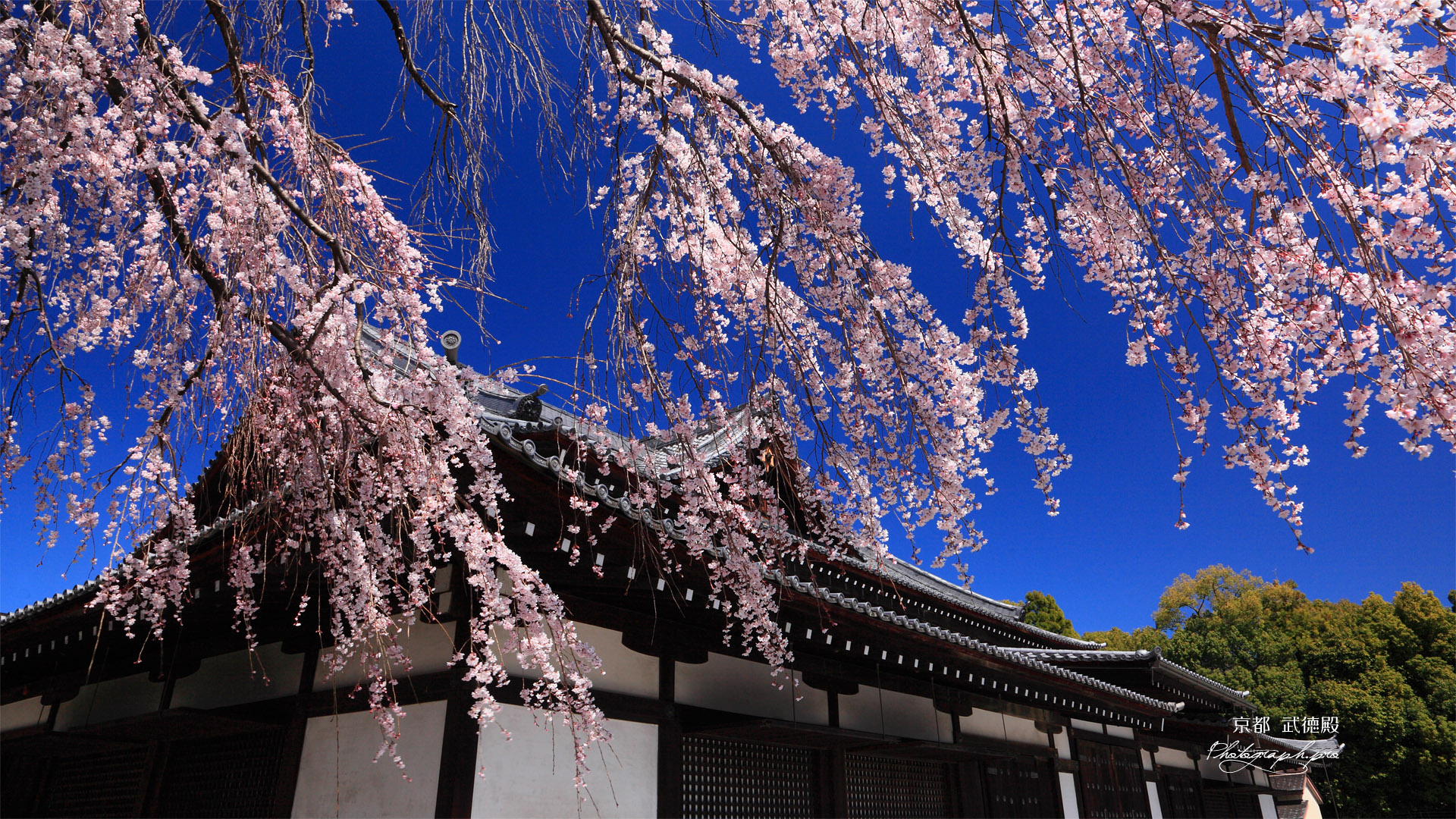 京都武徳殿のしだれ桜