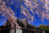 京都武徳殿のしだれ桜