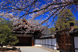 聖護院 吉野桜と玄関