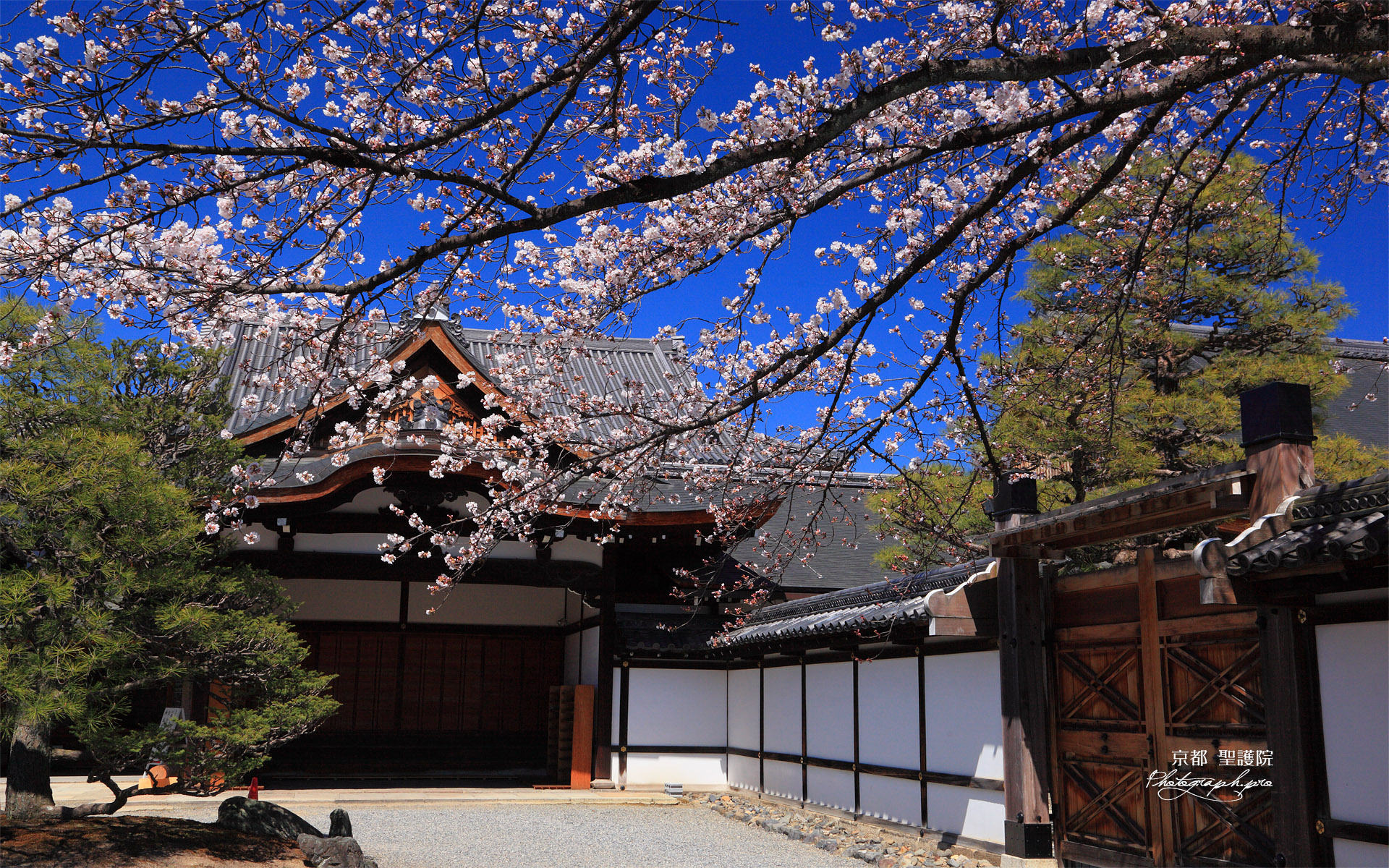 聖護院 吉野桜と玄関