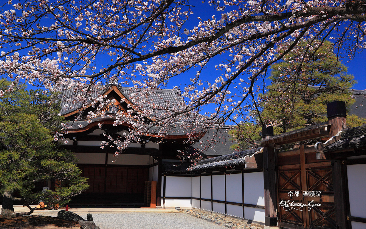 聖護院 吉野桜と玄関 壁紙