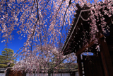 聖護院