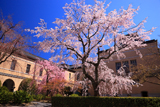 京都府庁 中庭の祇園しだれ桜