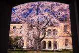 京都府庁 祇園シダレと旧本館